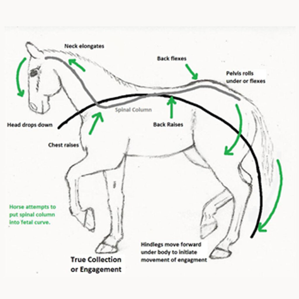 Core Stability in Horses