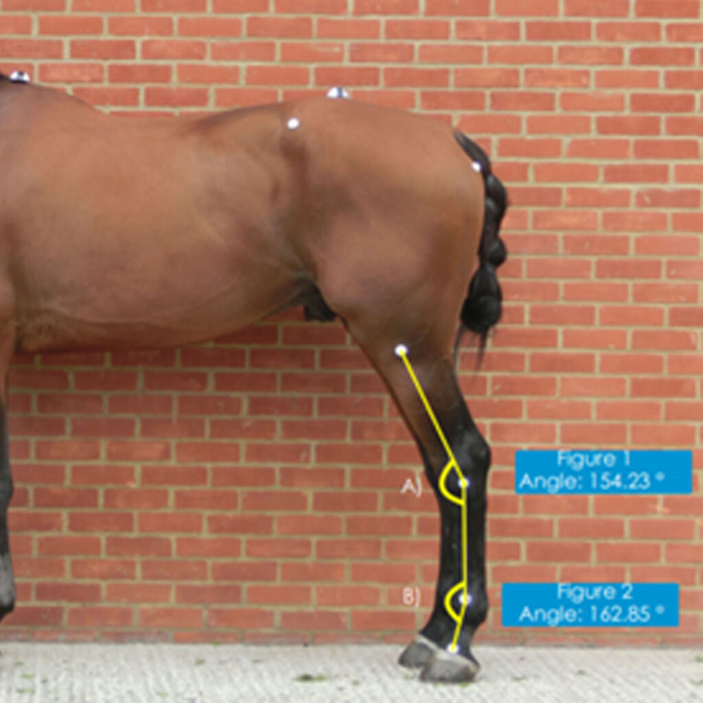 Suspensory Ligament Desmopathy in horses