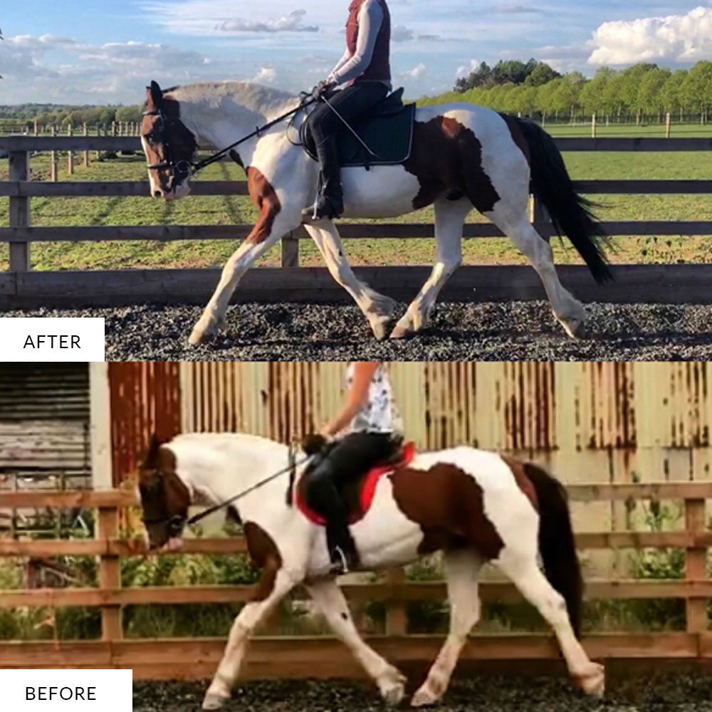 before and after horse in training