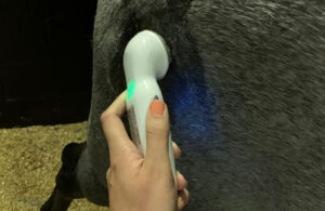 equine shortwave therapeutic ultrasound