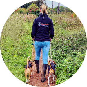 vet physio walking her dog beagles
