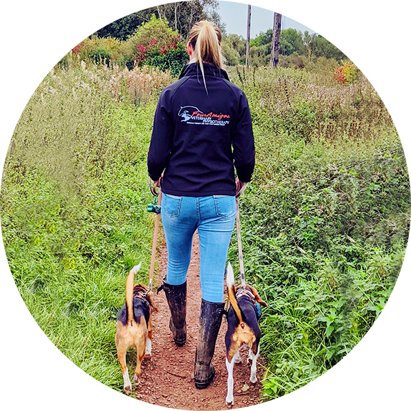vet physio walking her dog beagles