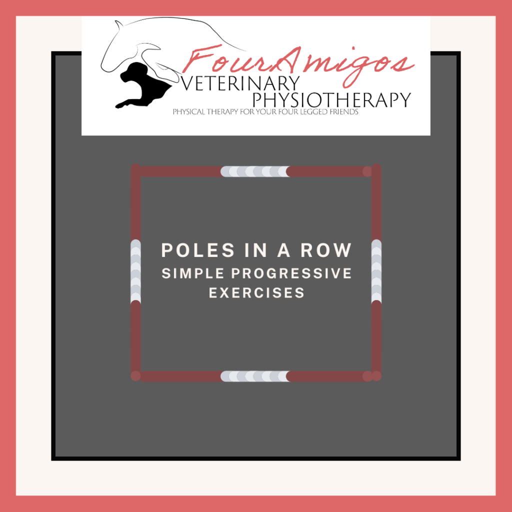 Pole Work for Horses