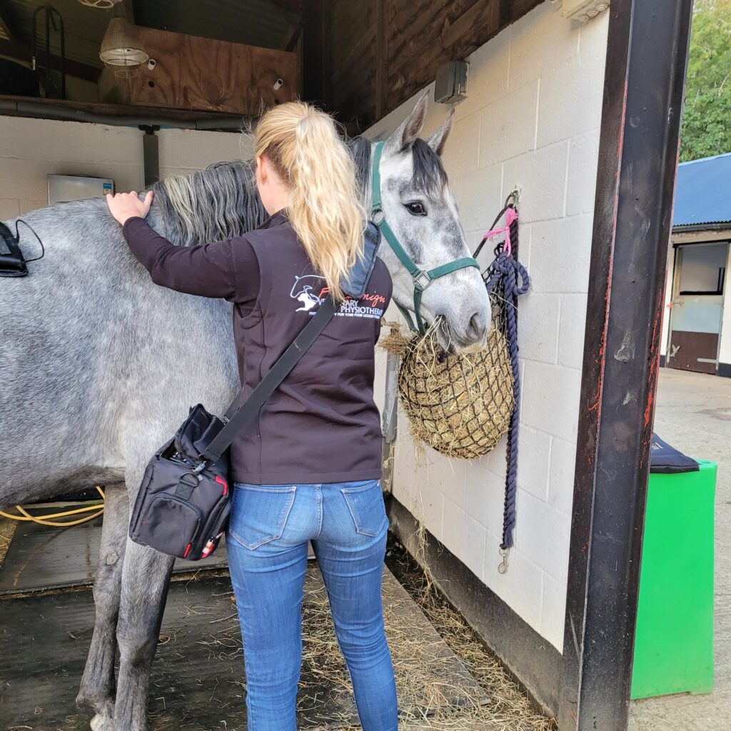 vet physio laser therapy horse