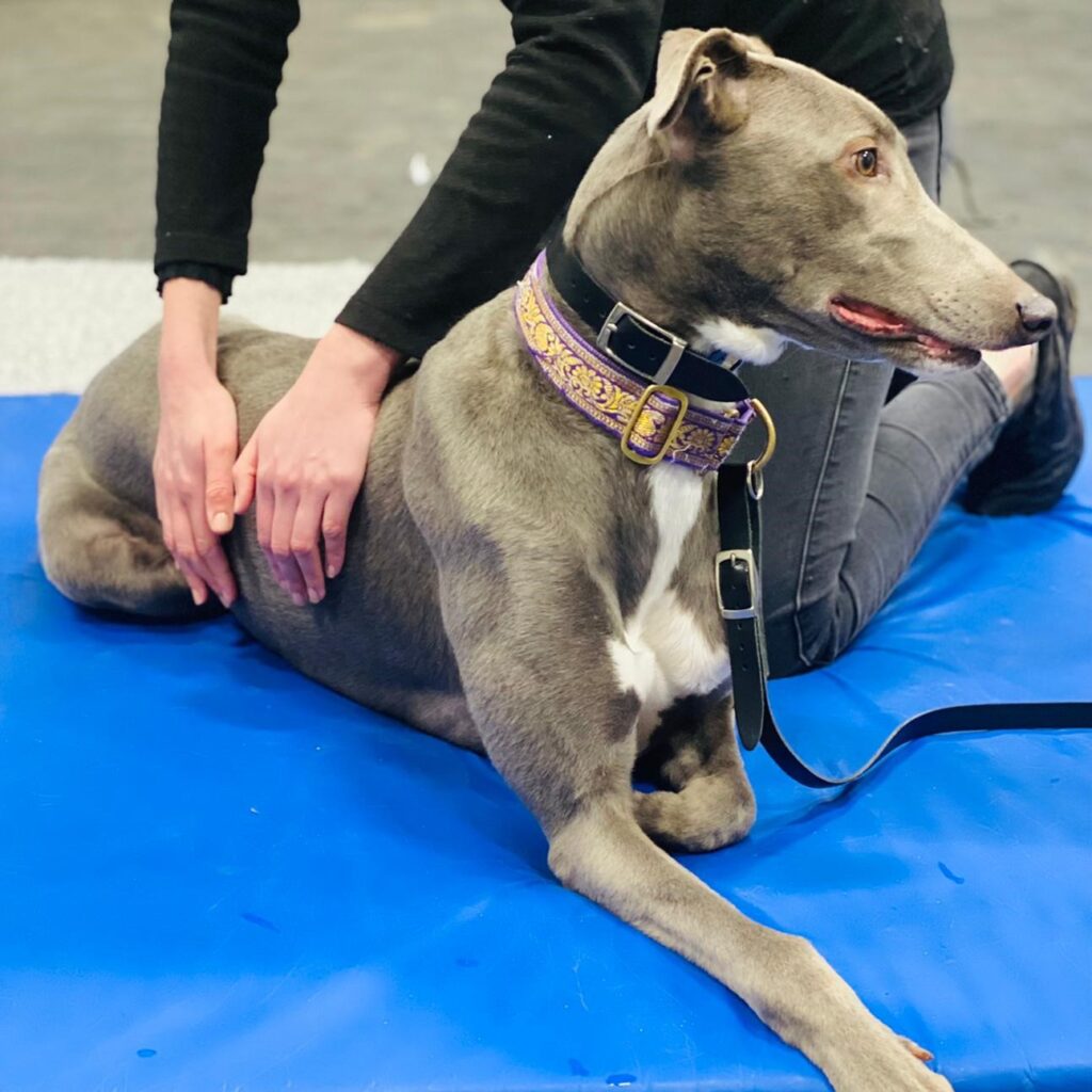 dog canine vet physio massage