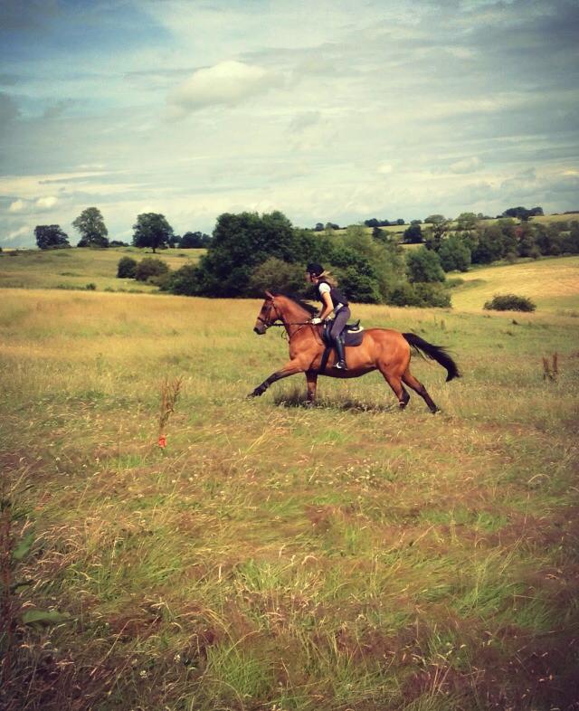 horse cantering cross country