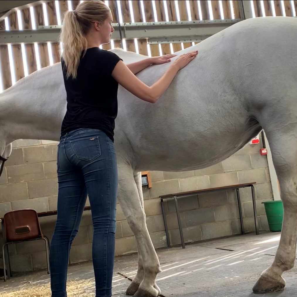 vet physio massage horse