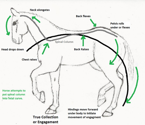 Equine Muscles and Movement